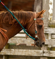 CRCC Coleman Ranch 25000 Novice Horse 07/08/2023